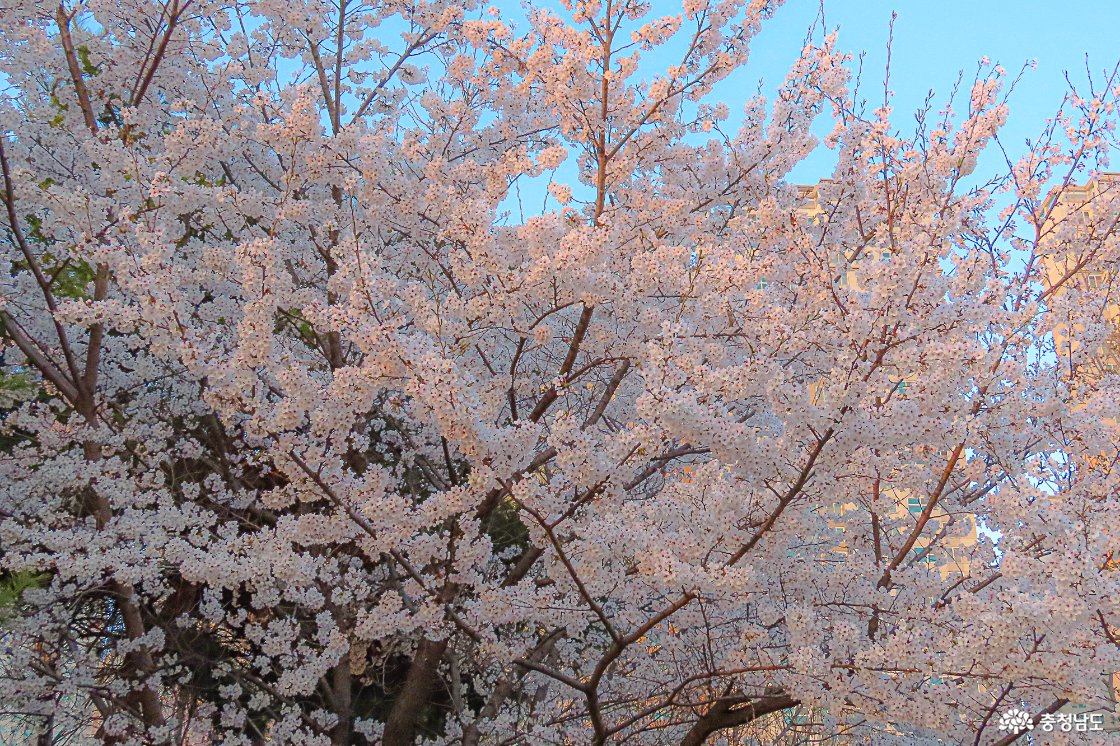 지산공원 벚꽃