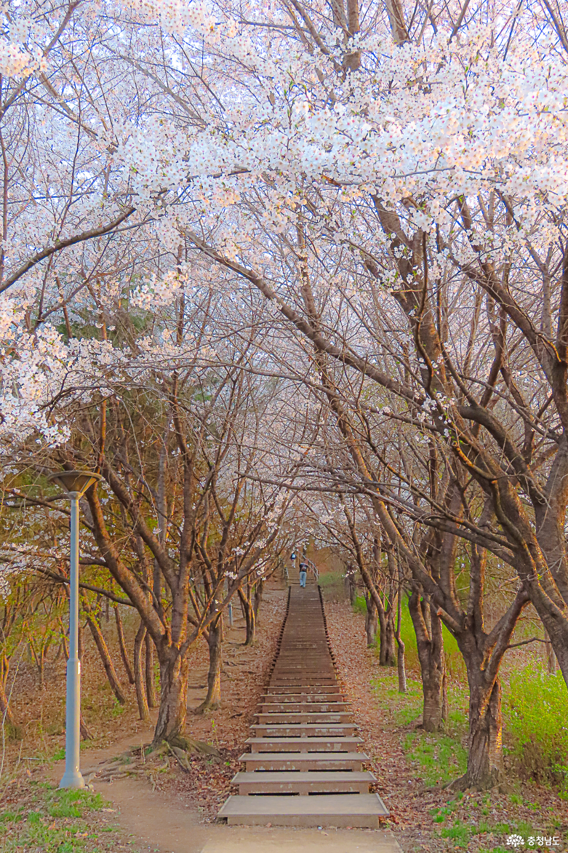 지산공원 벚꽃