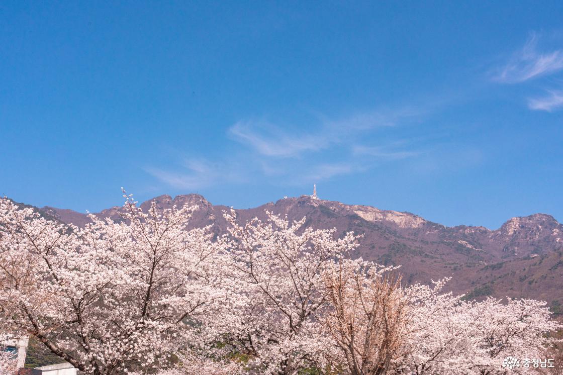 공주 숨은 벚꽃 명소 계룡산 신원사를 소개합니다.