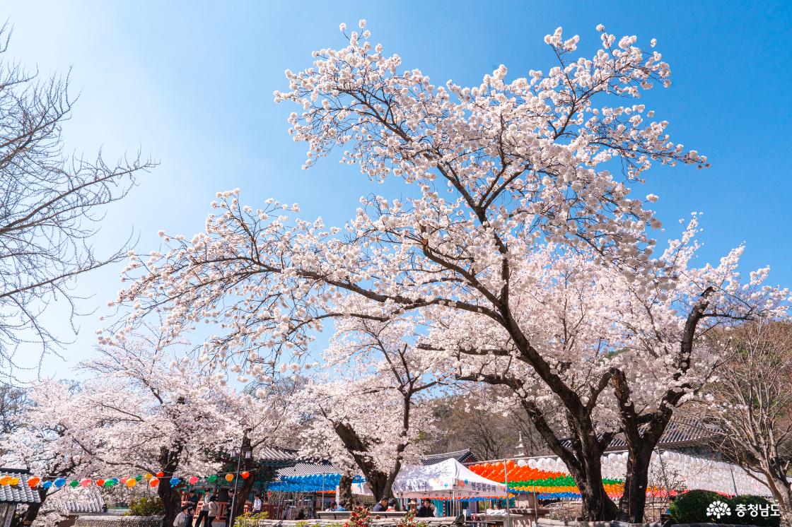 공주 숨은 벚꽃 명소 계룡산 신원사를 소개합니다.