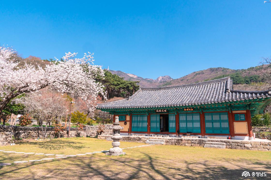 공주 숨은 벚꽃 명소 계룡산 신원사를 소개합니다.