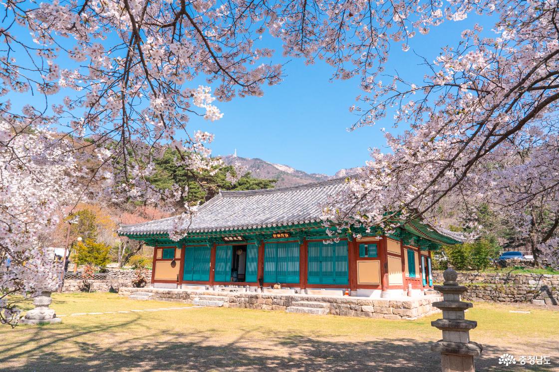 공주 숨은 벚꽃 명소 계룡산 신원사를 소개합니다.
