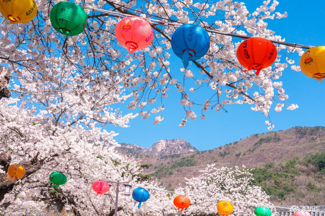 공주 숨은 벚꽃 명소 계룡산 신원사를 소개합니다.