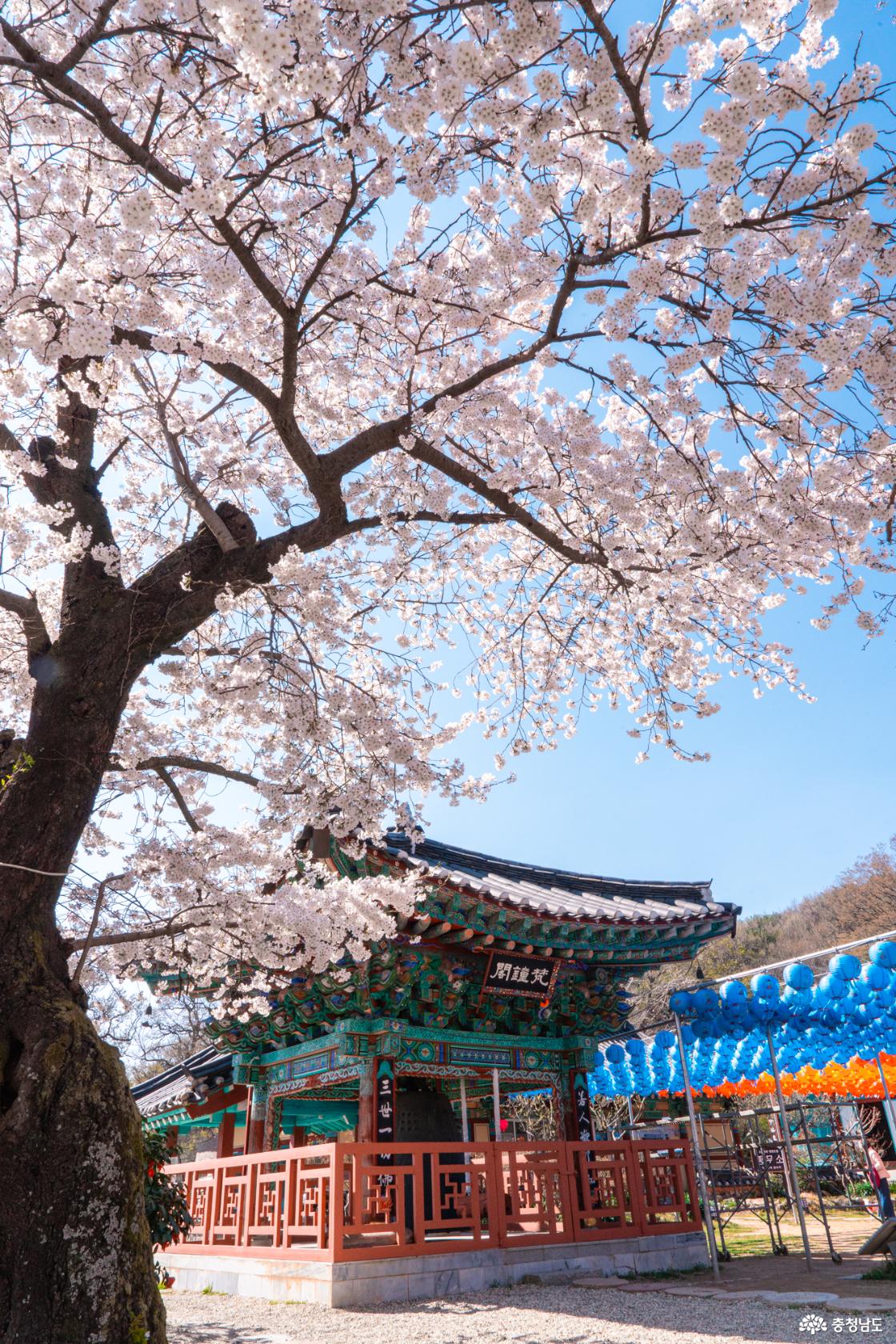 공주 숨은 벚꽃 명소 계룡산 신원사를 소개합니다.