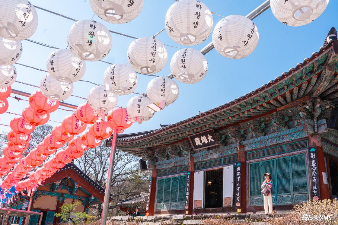 공주 숨은 벚꽃 명소 계룡산 신원사를 소개합니다.