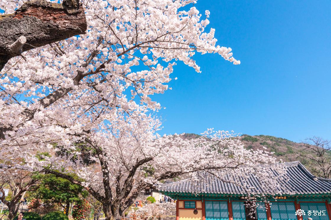 공주 숨은 벚꽃 명소 계룡산 신원사를 소개합니다.