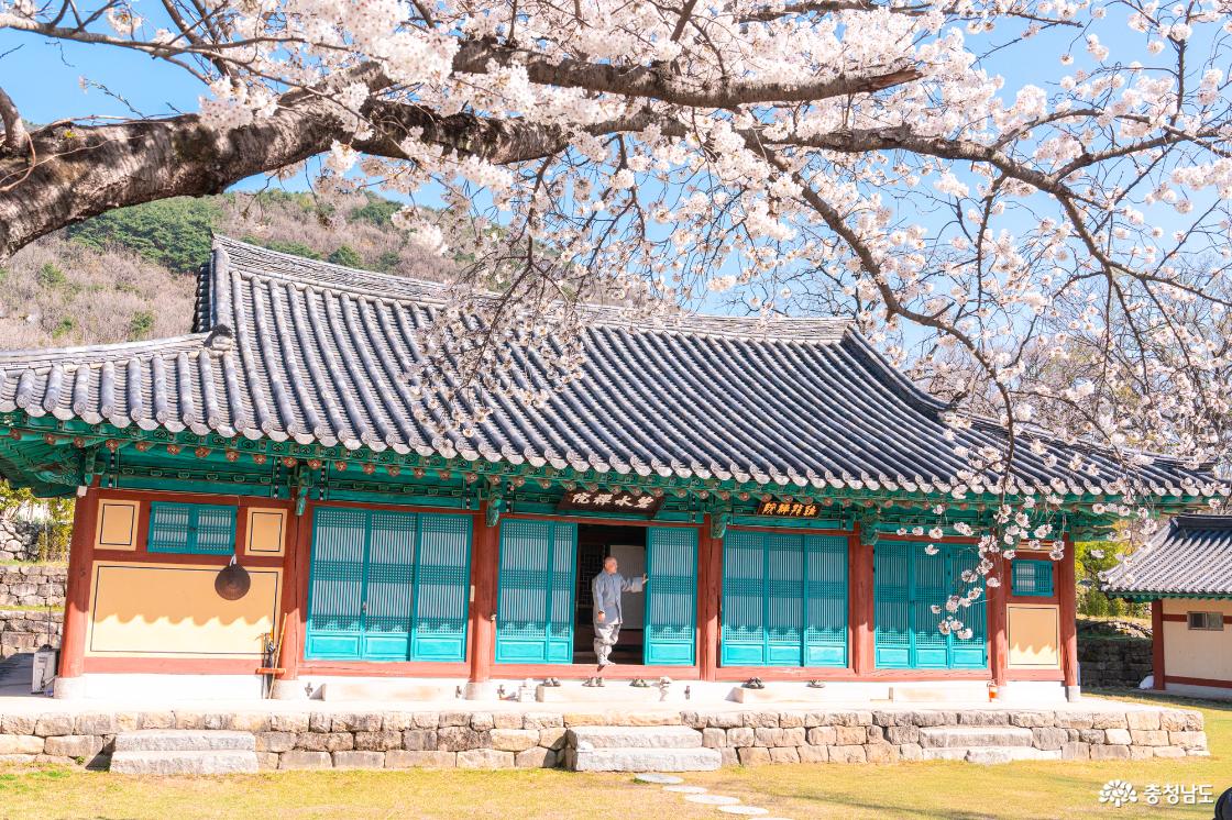공주 숨은 벚꽃 명소 계룡산 신원사를 소개합니다.