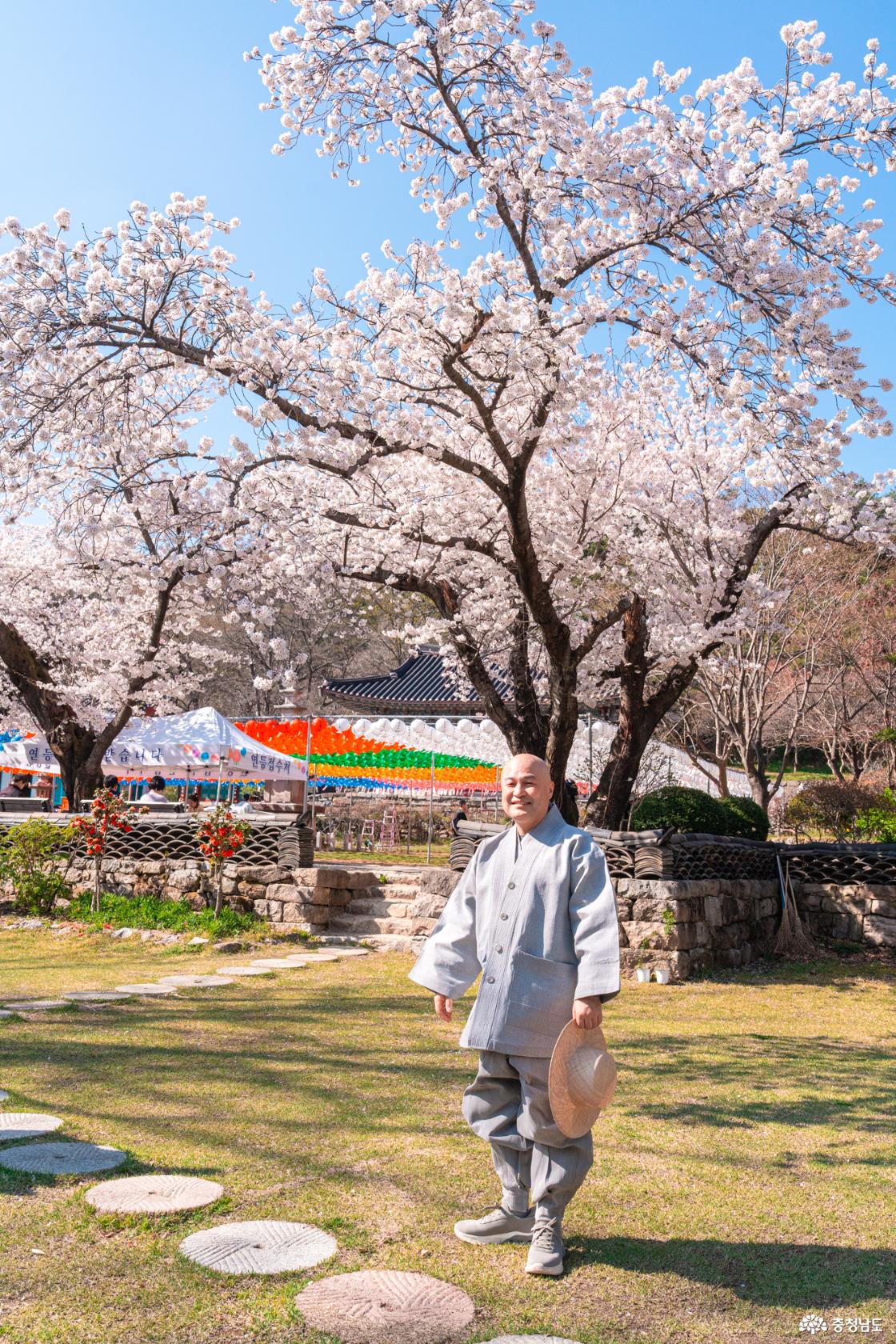 공주 숨은 벚꽃 명소 계룡산 신원사를 소개합니다.