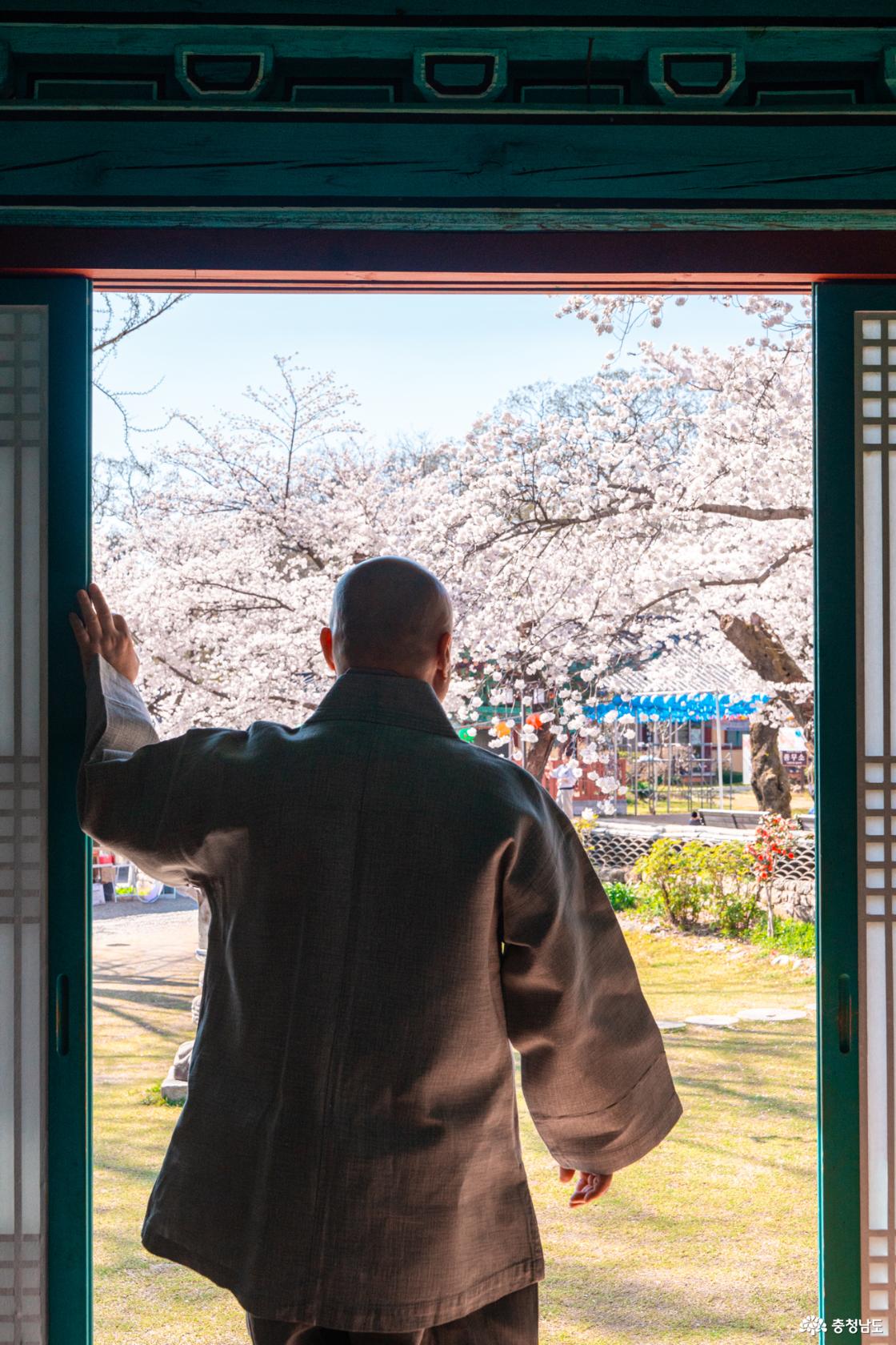 공주 숨은 벚꽃 명소 계룡산 신원사를 소개합니다.