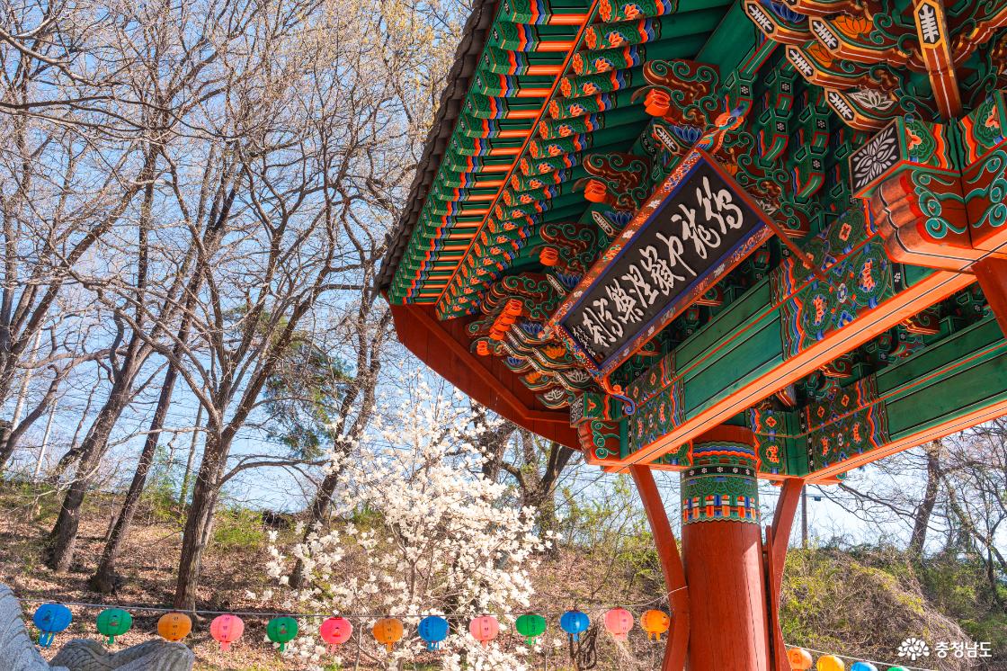 공주 숨은 벚꽃 명소 계룡산 신원사를 소개합니다.