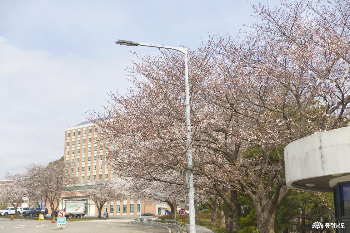 4월 5일 기준으로 아직 만개하지 않은 신성대학교 캠퍼스 벚꽃