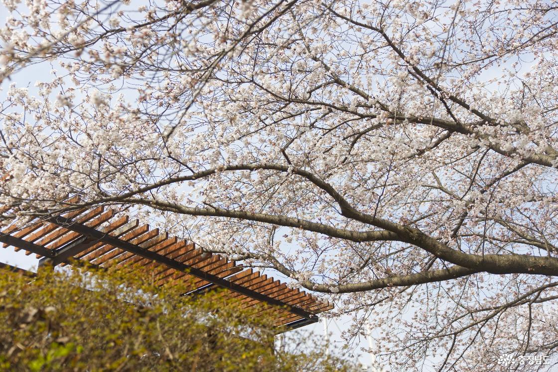 벚꽃 특화원 역할을 하기 좋게 적당히 개화한 신성대학교 벚꽃