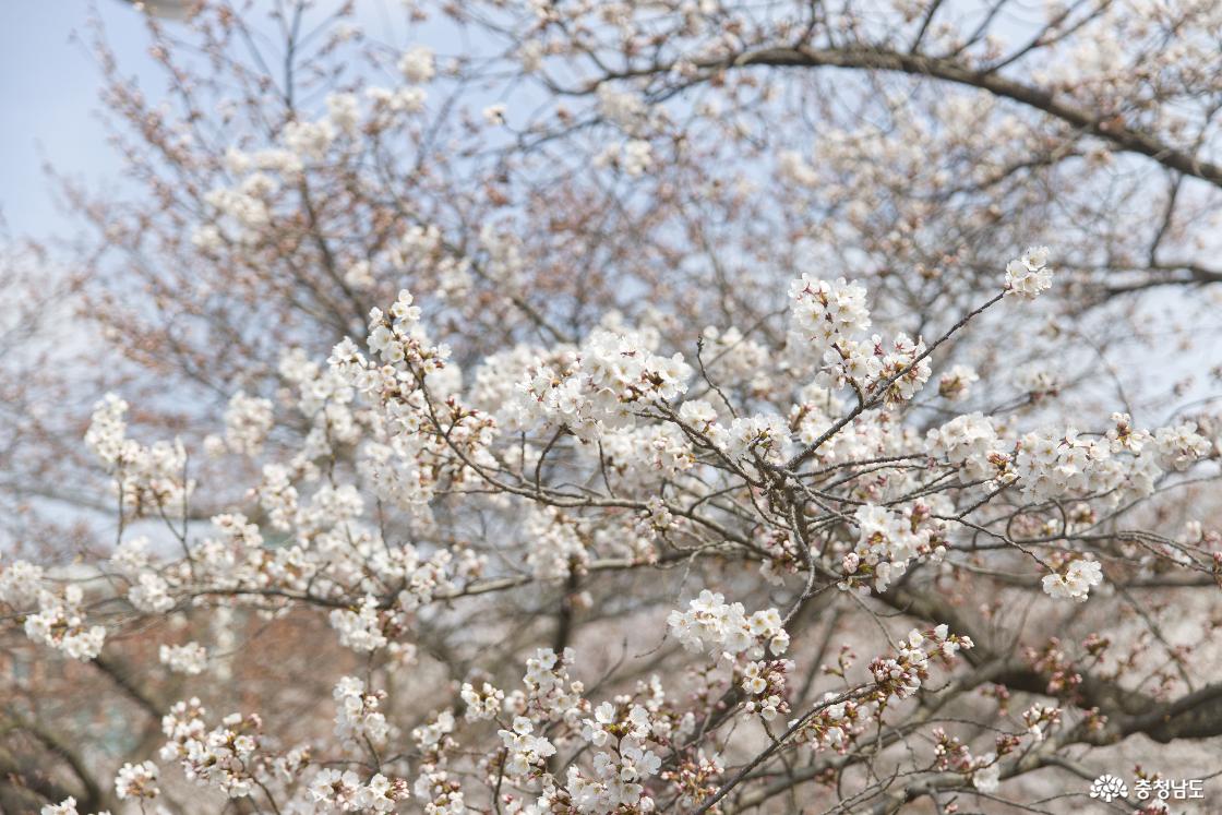 4월 중순에 엔딩이 시작될 것으로 보여 가보기 좋은 명소로 추천한다.