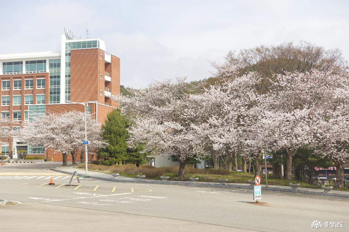 벚꽃 캠퍼스로 이국적인 느낌도 드는 신성대학교 교내 캠퍼스
