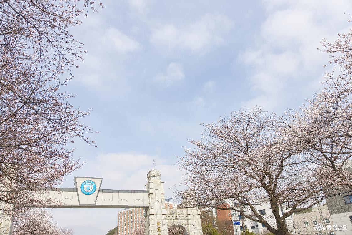 올해 벚꽃 명소는 숨겨진 느낌의 신성대학교를 추천한다