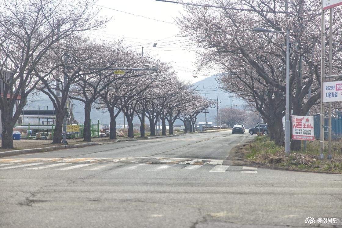 4월 10일 전후로 만개할 예정이다.