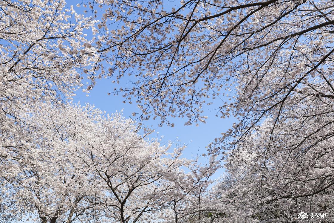 만개한 벚꽃