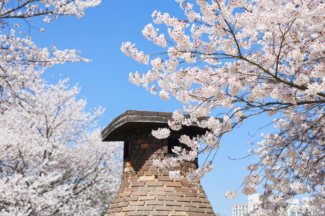 굴뚝 위 벚꽃