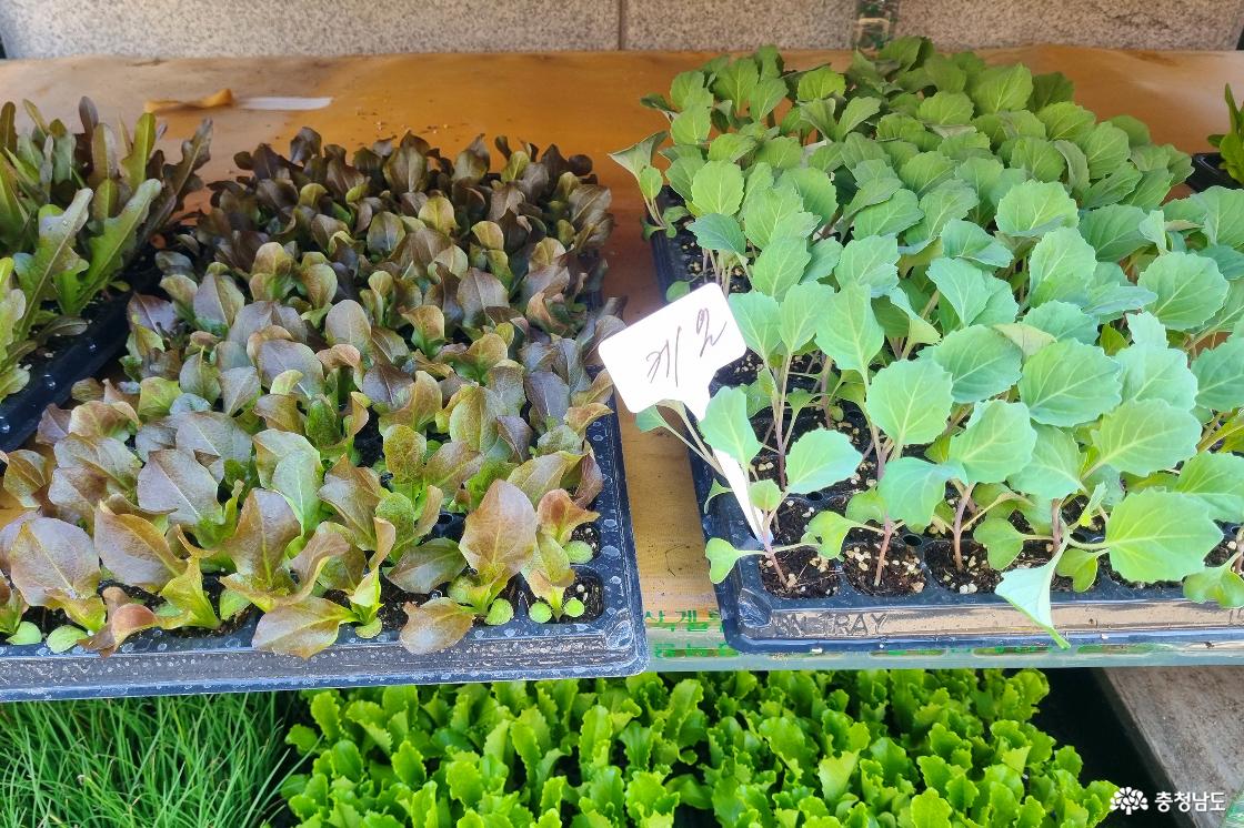 봄철을 맞이해서 모종을 파는 연산시장
