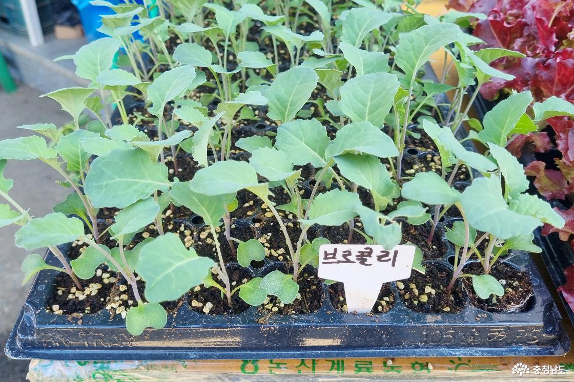 연산시장에서 파는 브로콜리 모종