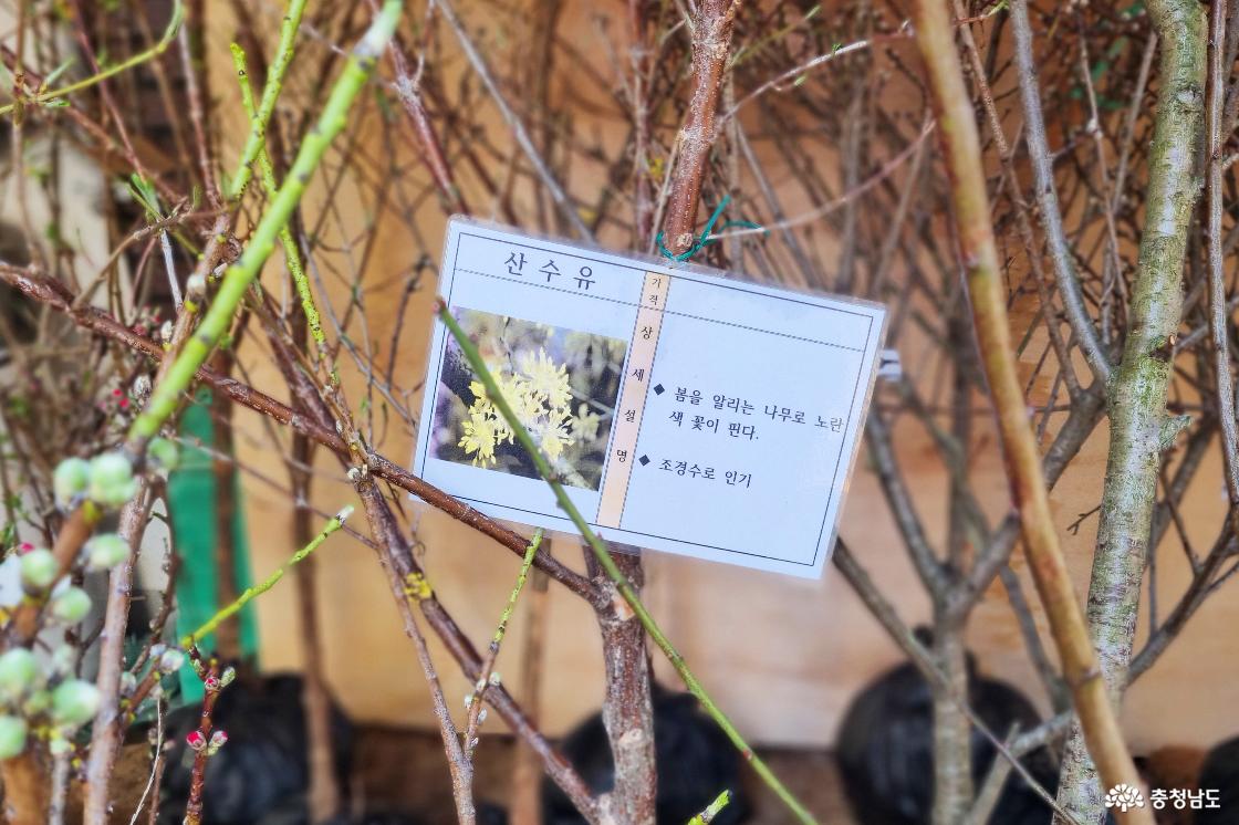 아직 꽃봉오리가 올라오지 않은 산수유 묘목