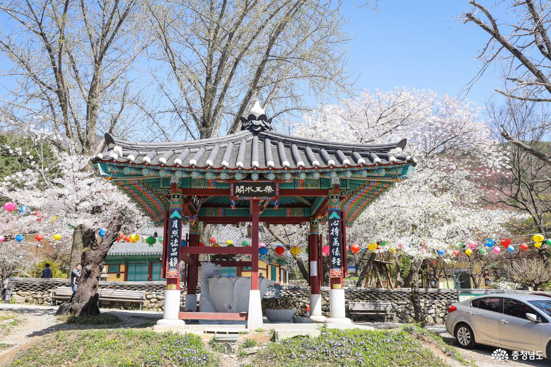 수각과 벚꽃