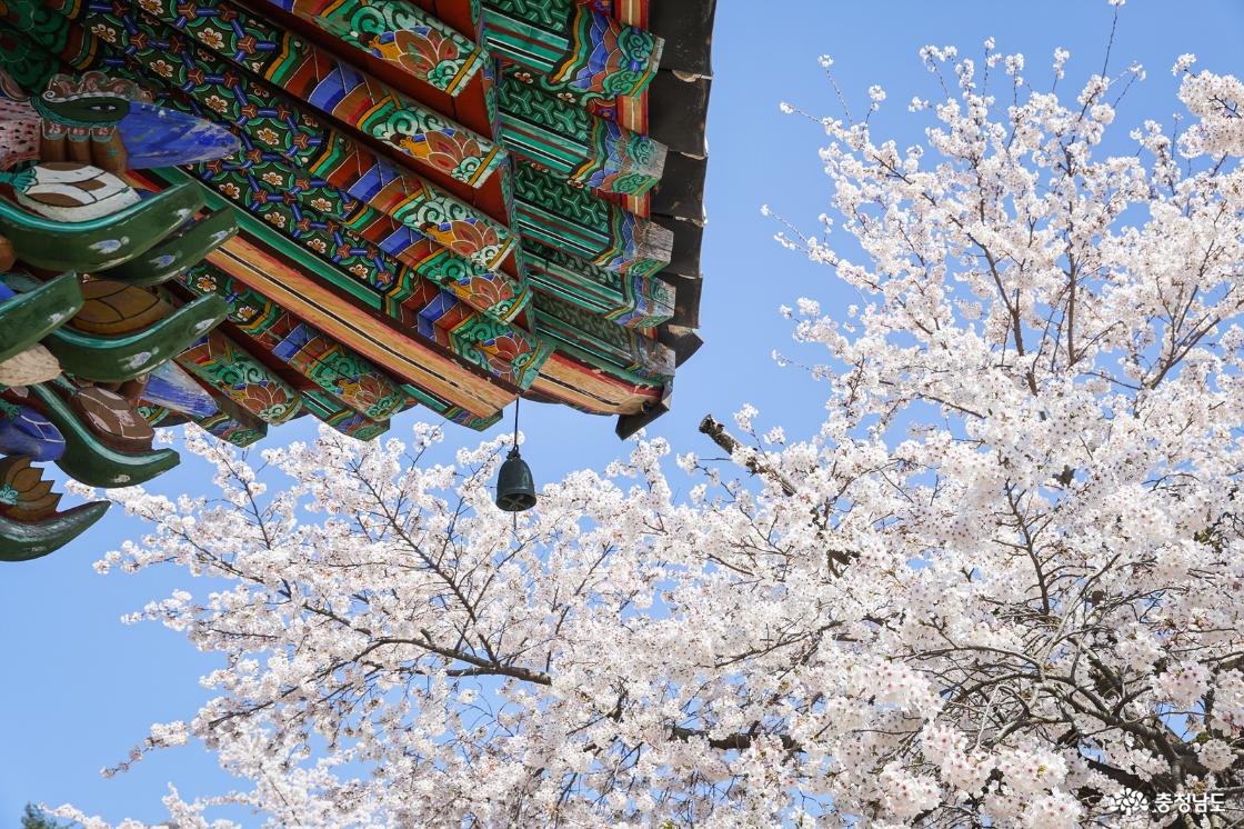 풍경과 벚꽃