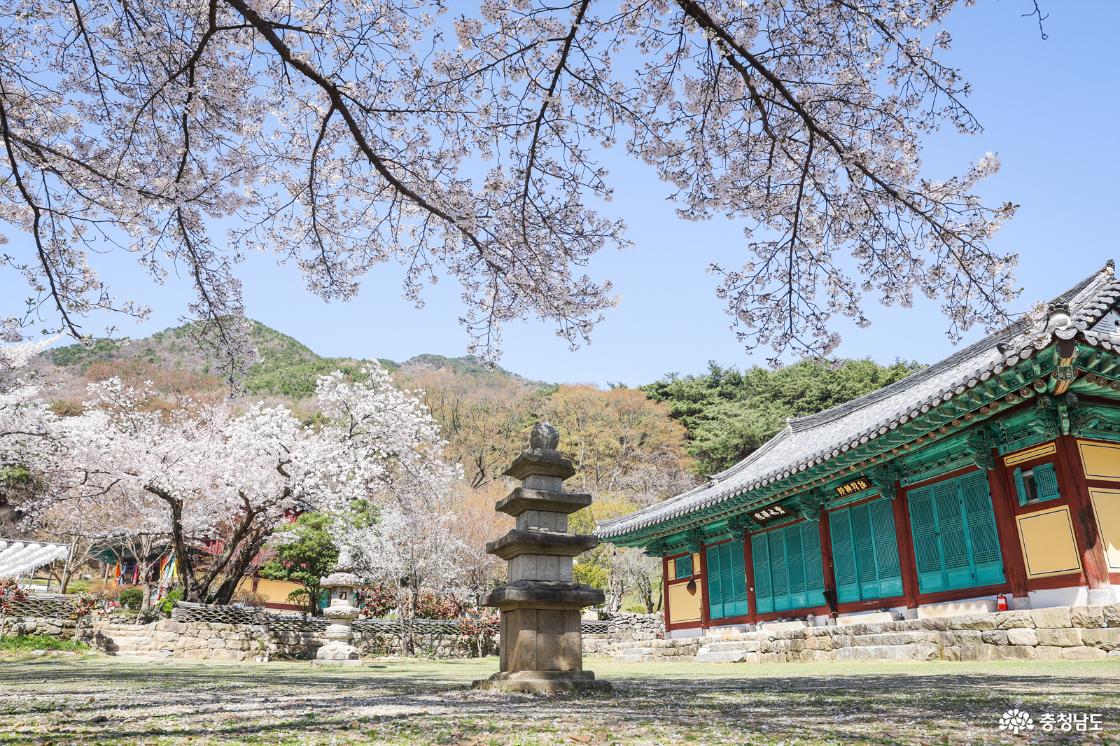 벽수선원 앞 벚꽃