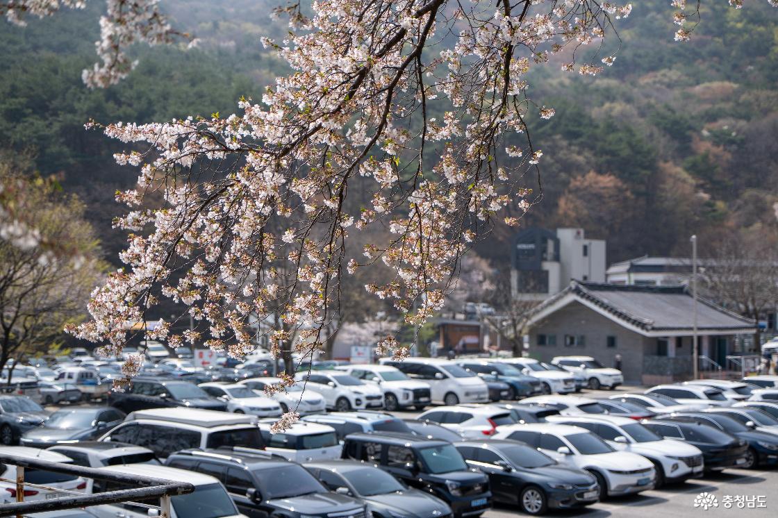 차량 위로 가지를 드리운 벚꽃나무들