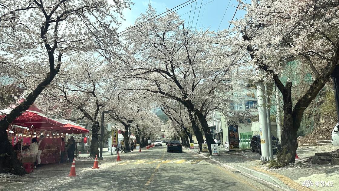 벚꽃 거리