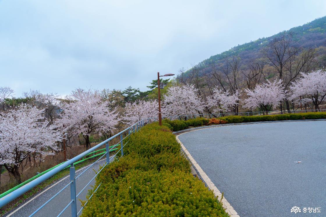 벚꽃