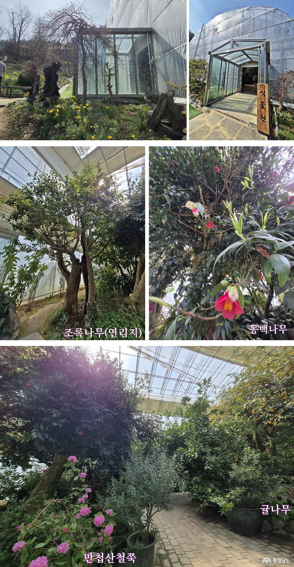 탐라 식물원 / 초록나무 / 동백나무 / 민첩산 철쭉 / 귤나무