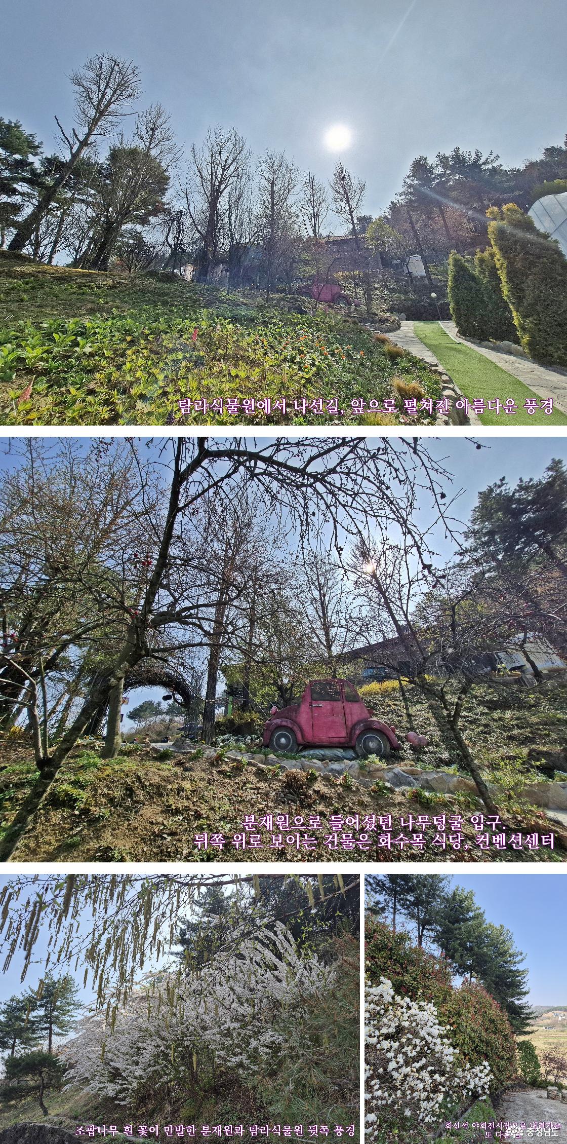 탐라 식물원을 나선길 / 햇살 내리는 화수목 풍경