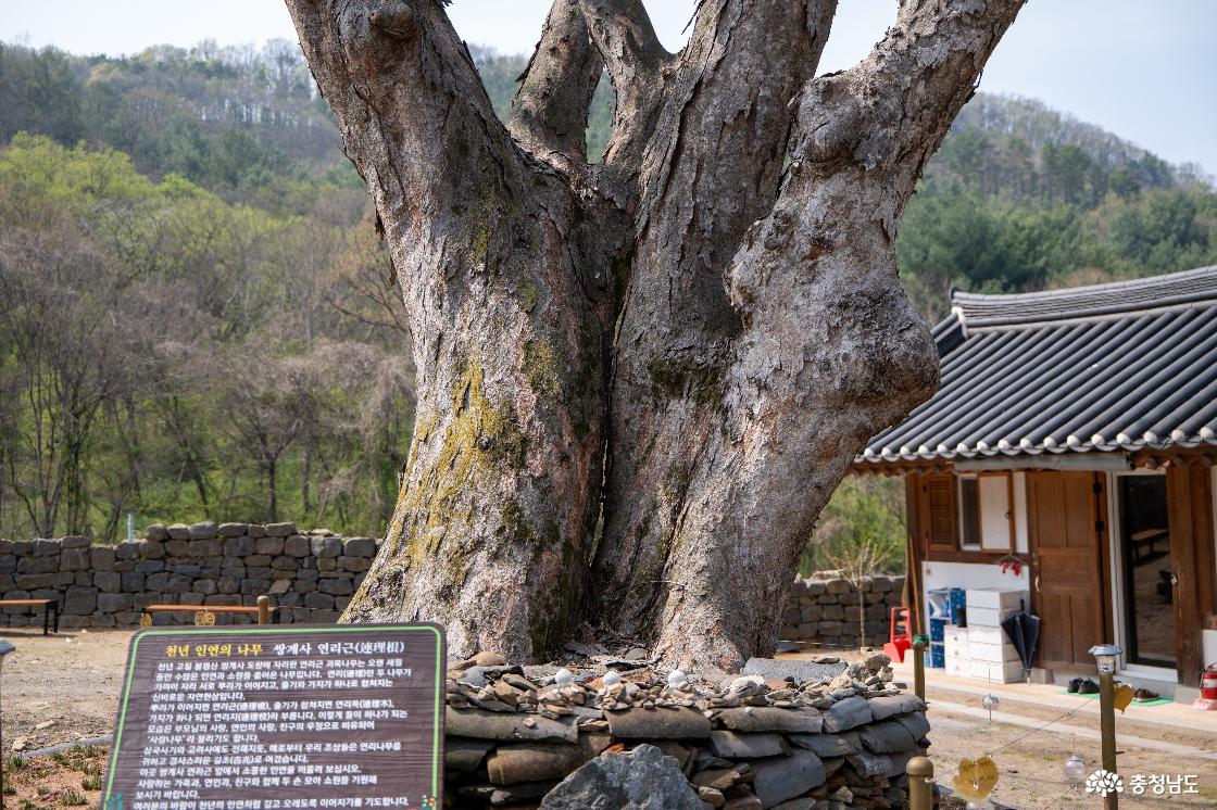 연리지