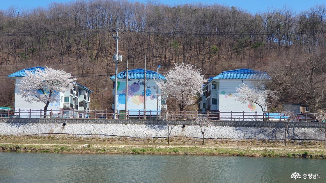 아파트와 어우러진 벚꽃