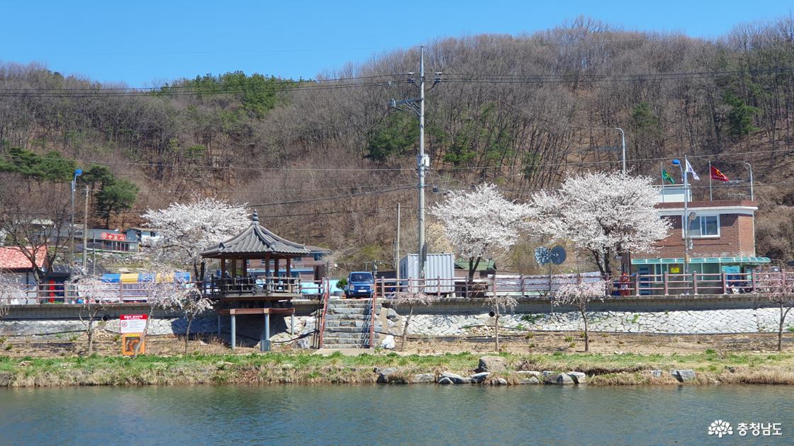 유구천 건너에 핀 벚꽃