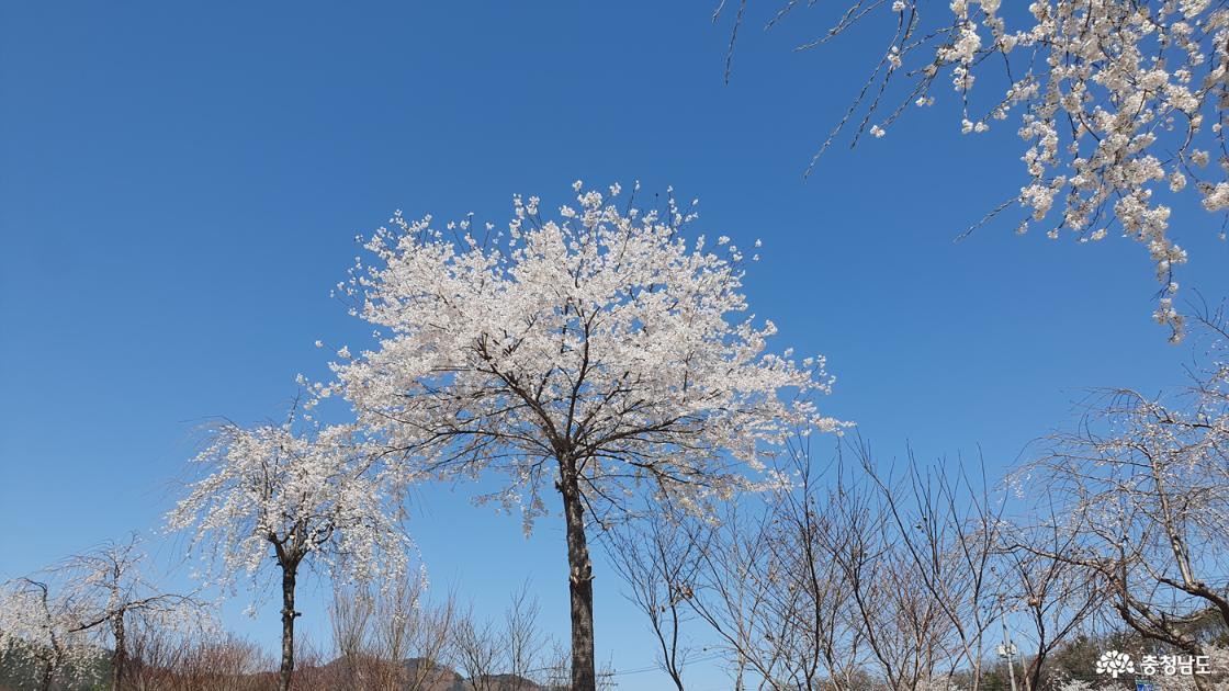 능수벚꽃