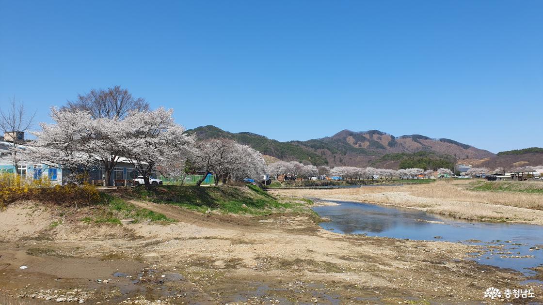 유구천따라 핀 벚꽃