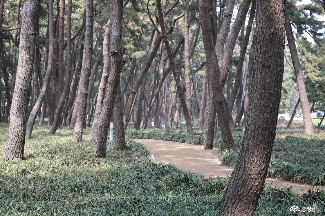 서천군 장항읍 송림산림욕장