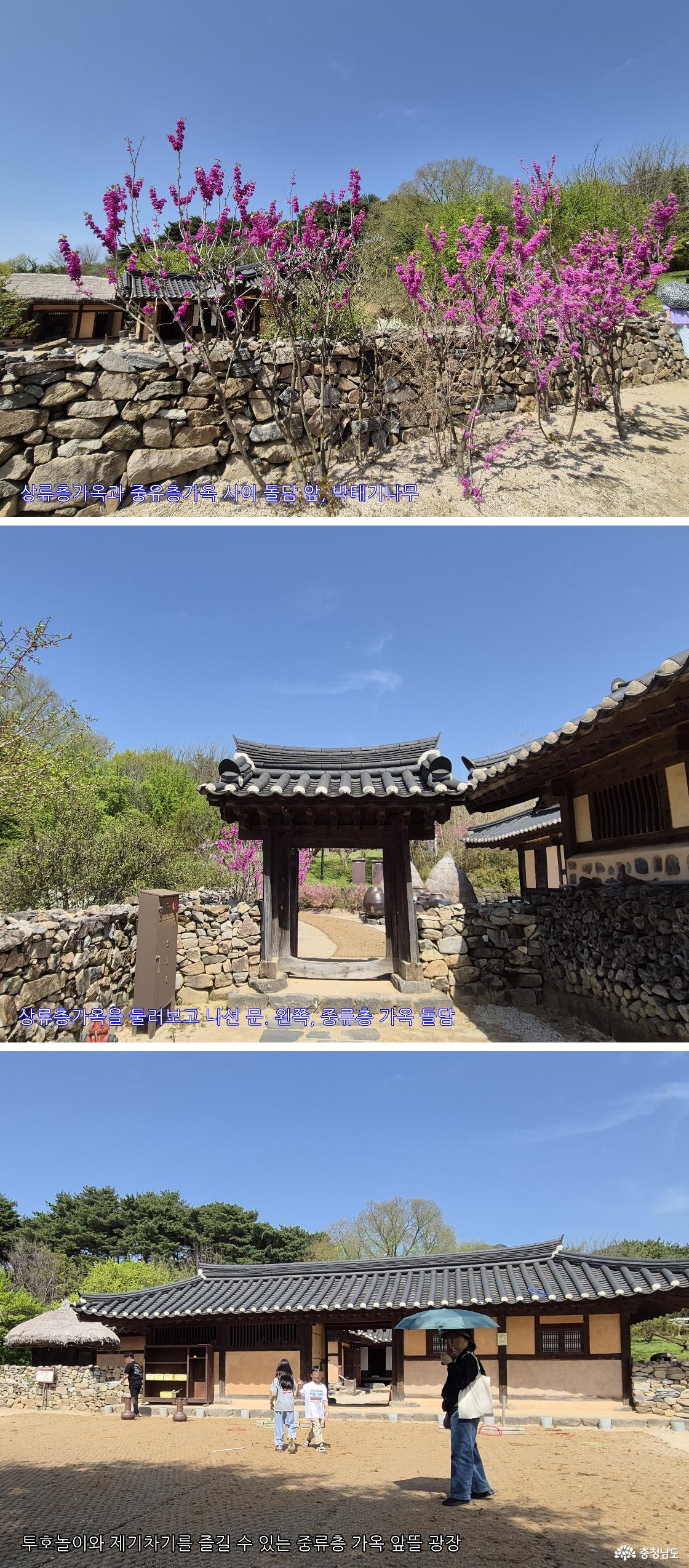 상류층 가옥과 중류층 가옥 사이 돌담과 박태기나무/ 상류층 가옥의 또 다른 출입문 / 중류층 가옥 앞, 마을 공용 마당 