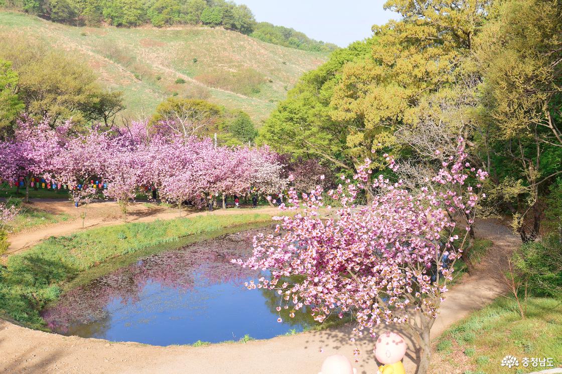 겹벚꽃으로 둘러싸인 연못