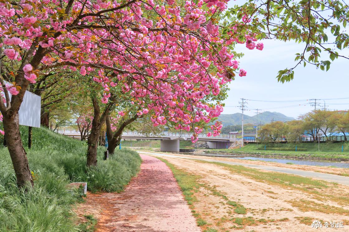 한적해서 더 좋은 해미천 겹벚꽃