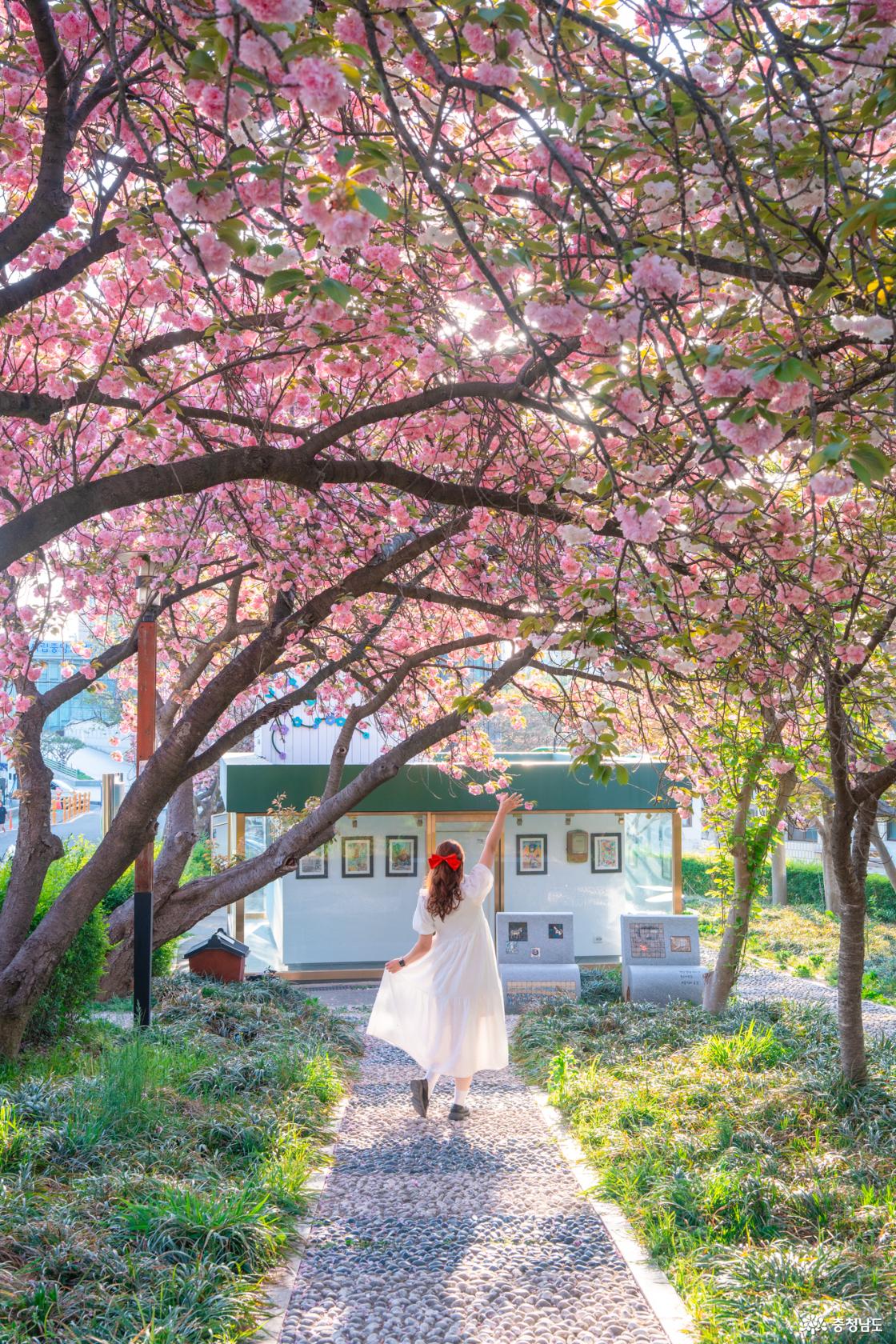 당진 겹벚꽃 명소 3코스 소개합니다.