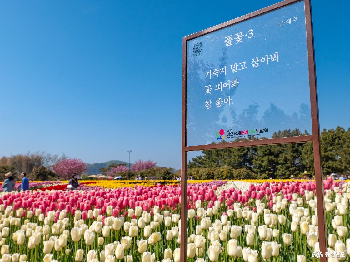 튤립