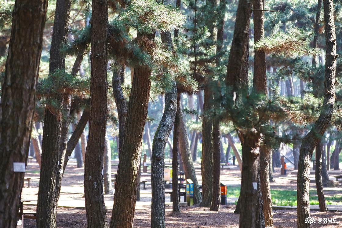 울창한 소나무 숲이 인상적인 야영장 풍경 