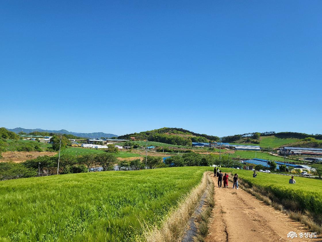 보령 청보리밭 위에서 내려다보는 모습