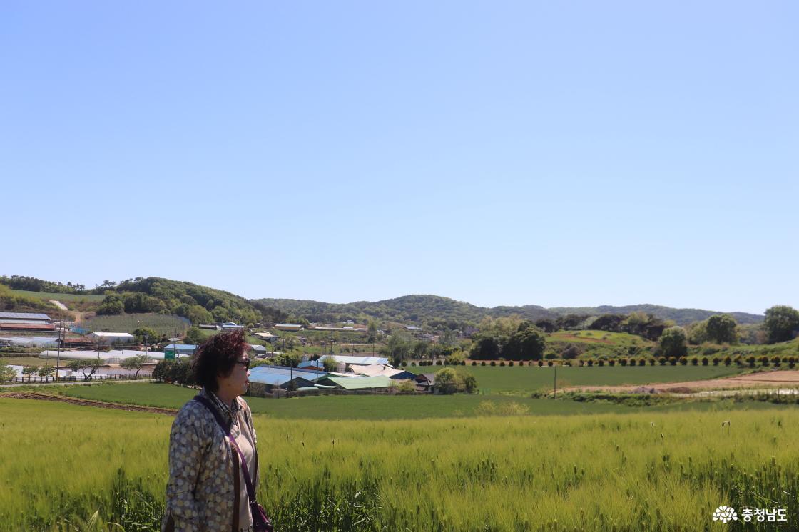 보령 청보리밭에서 추억 남기기