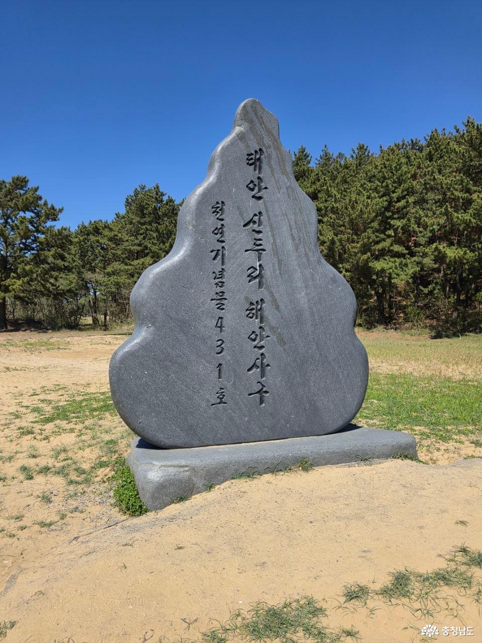 태안 신두리 해안사구 : 바람이 수천 년 동안 만든 기적 