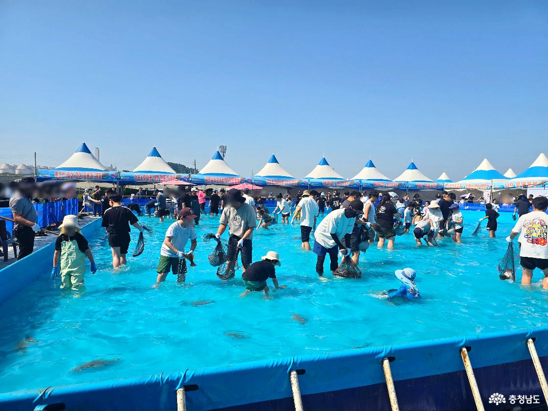 서천 광어도미축제 맨손잡기 체험장에서 많은 사람들이 물속에서 광어를 잡으며 체험을 즐기는 모습.