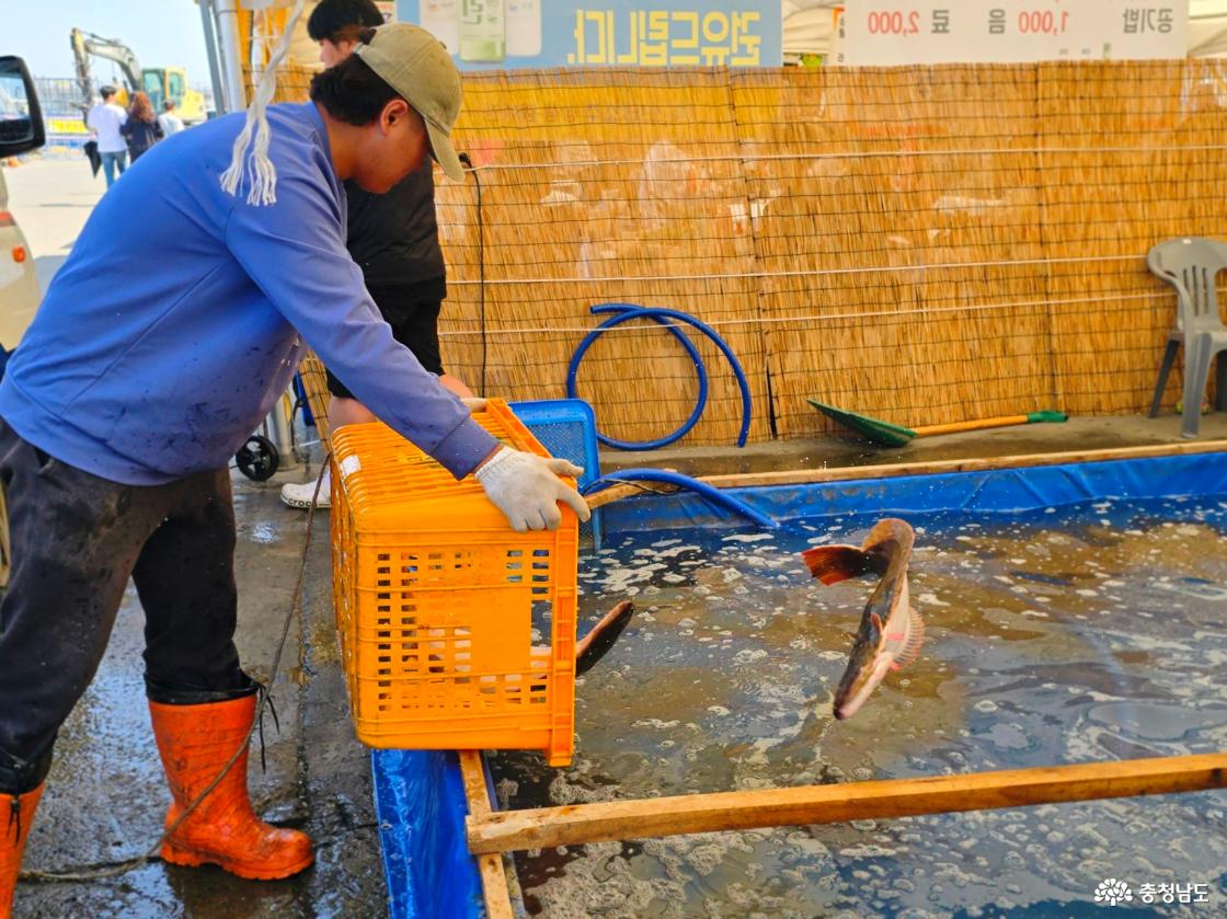 축제 관계자가 수조에 활어를 옮기며 광어·도미 체험 준비를 하고 있는 장면.
